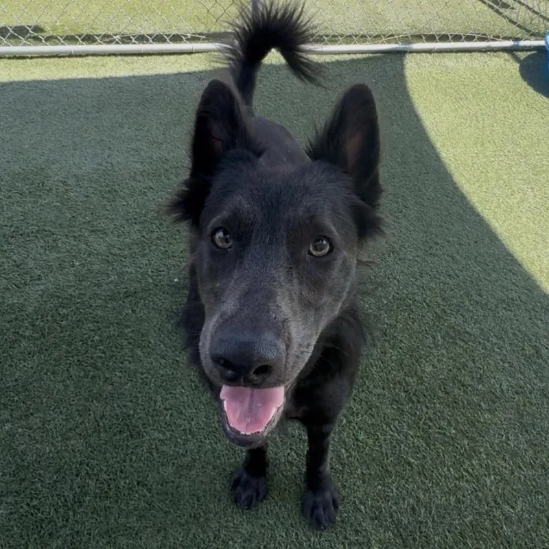 A young medium-sized female Black Shepherd dog named Opossum for adoption in Long Beach, CA