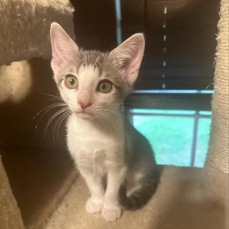 An adult medium-sized female Gray / Blue / Silver Domestic Short Hair cat named Velcro for adoption in Baytown, TX