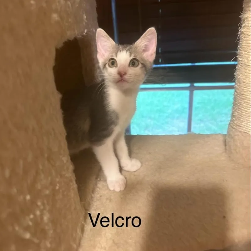 Velcro thumbnail 4