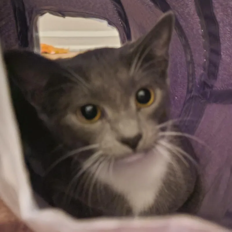 A young medium-sized female Domestic Short Hair cat named Wanda for adoption in Indianapolis, IN