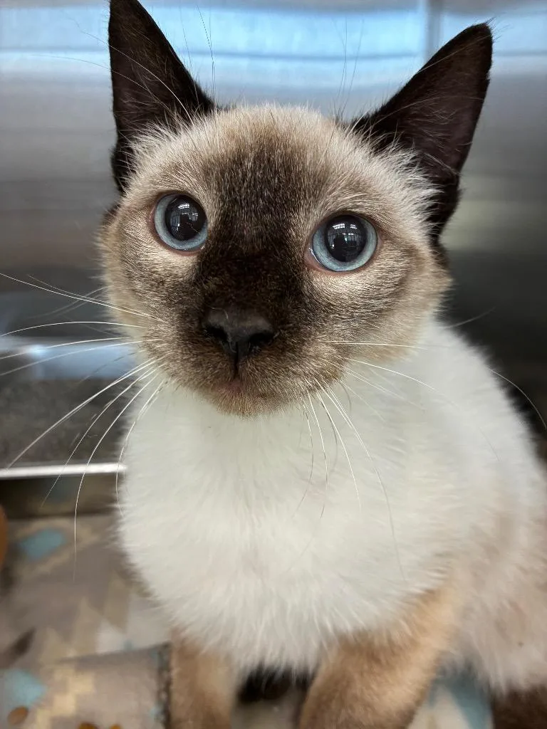A baby small-sized male Siamese cat named Fleetwood for adoption in Hartsville, SC