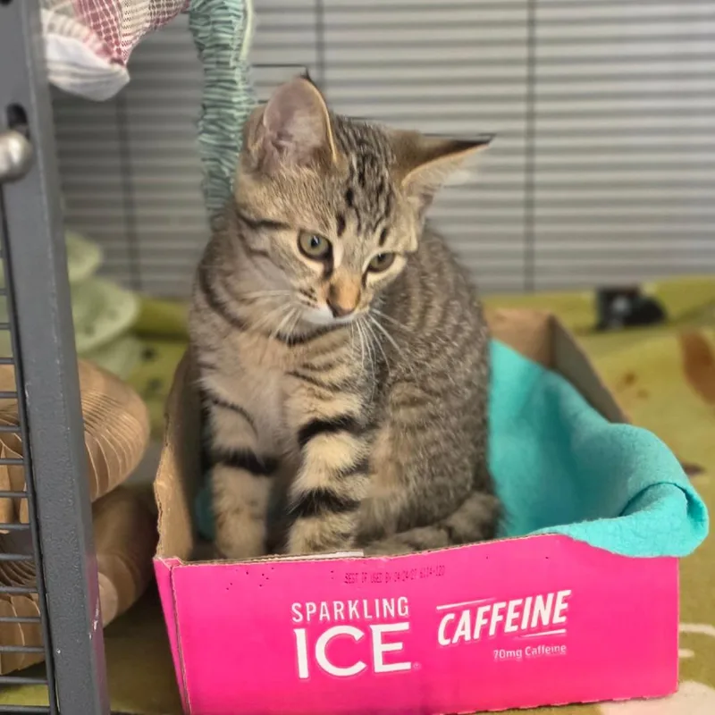 A baby small-sized female Domestic Short Hair cat named Caitlyn Clark for adoption in Muncie, IN
