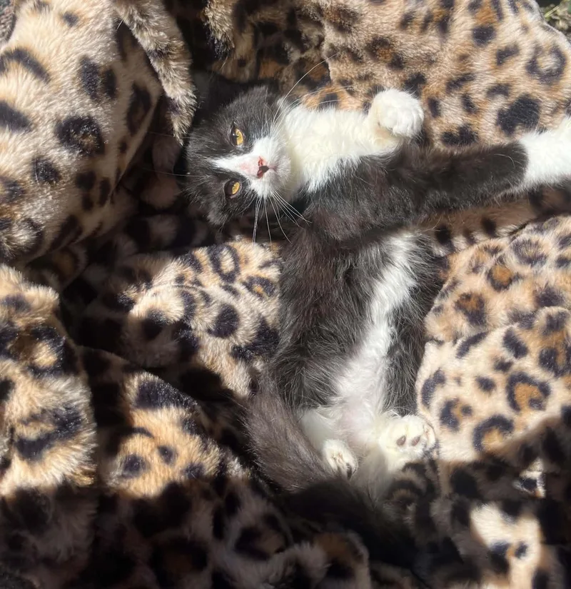 Mittens