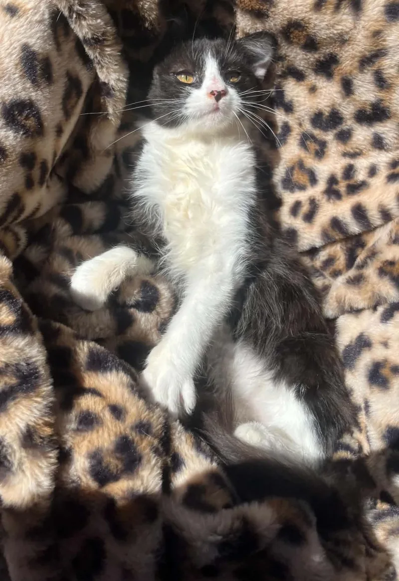 Mittens thumbnail 2