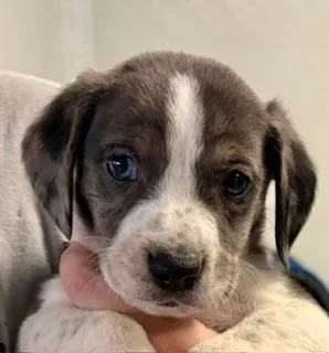 A baby medium-sized male Gray / Blue / Silver Australian Shepherd dog named Blue for adoption in Winter Haven, FL
