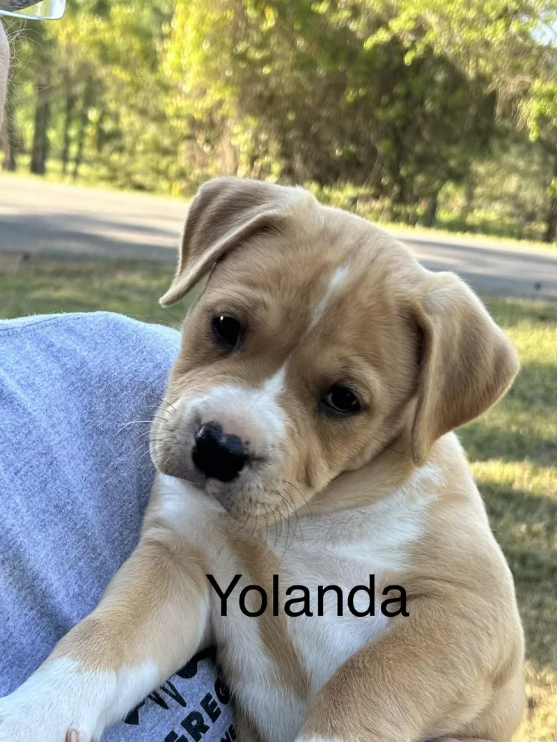 Yolanda