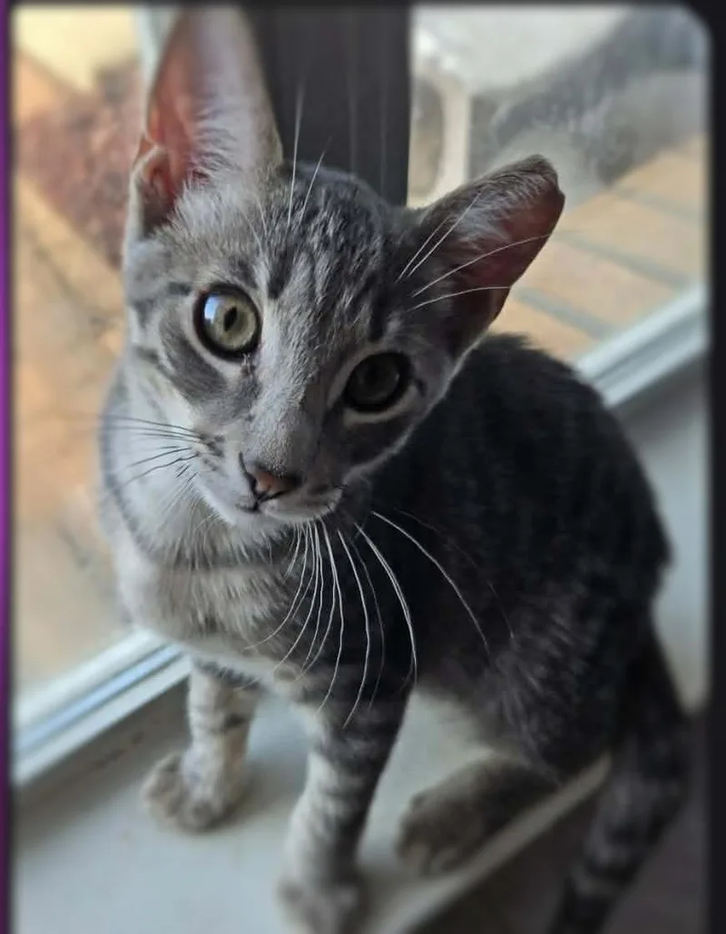 A baby medium-sized female Tabby (Gray / Blue / Silver) Domestic Short Hair cat named Ellis for adoption in Ocean Springs, MS