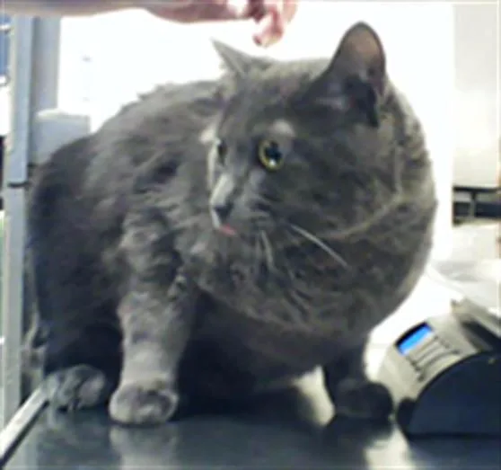 A young medium-sized male Domestic Short Hair cat named Pepe for adoption in Fayetteville, NC