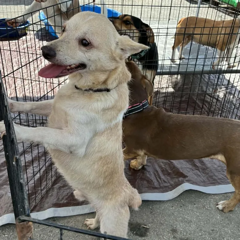 An adult small-sized male White / Cream Cardigan Welsh Corgi dog named Bud for adoption in Kansas City, MO
