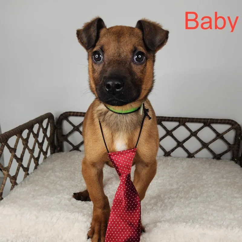 A young medium-sized male Brown / Chocolate Pit Bull Terrier dog named Bear for adoption in Fort Wayne, IN