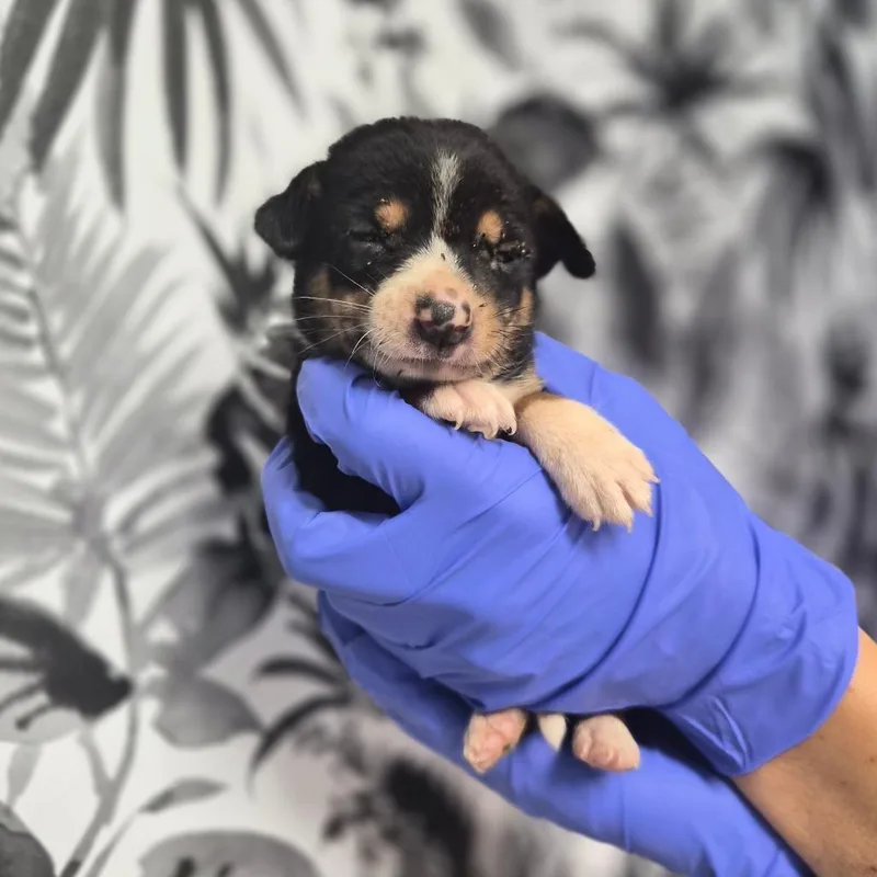 A baby small-sized male Shepherd dog named Johnny for adoption in Wahiawa, HI