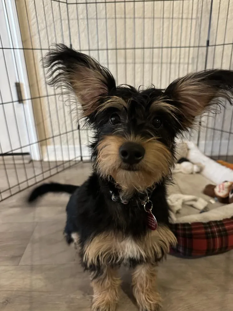 Tiramisu thumbnail 5