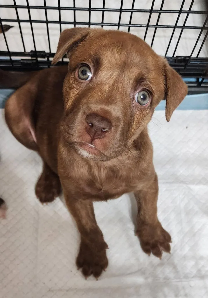 A baby medium-sized male Mixed Breed dog named Ellis for adoption in Florence, SC