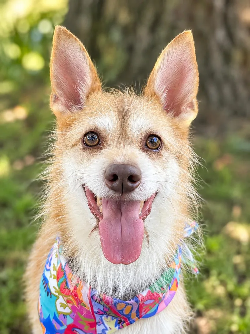 An adult small-sized male Cairn Terrier dog named Mateo for adoption in Oakland, CA