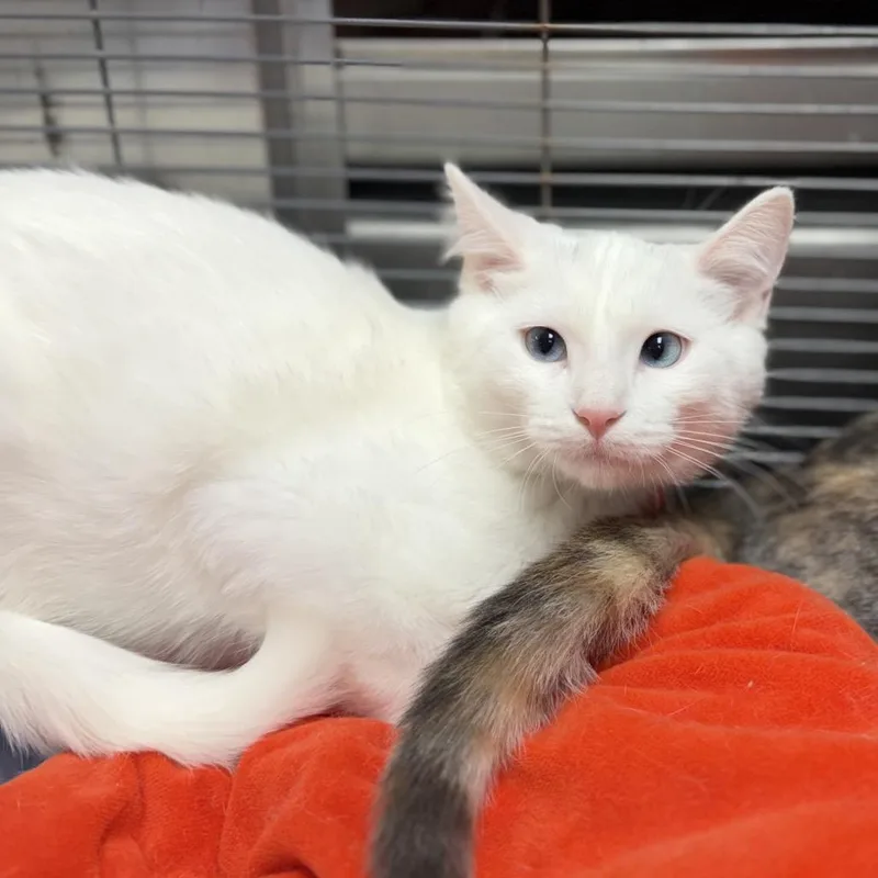 A baby medium-sized male Domestic Short Hair cat named Snoopy&Peppermint Patty for adoption in Portage, MI