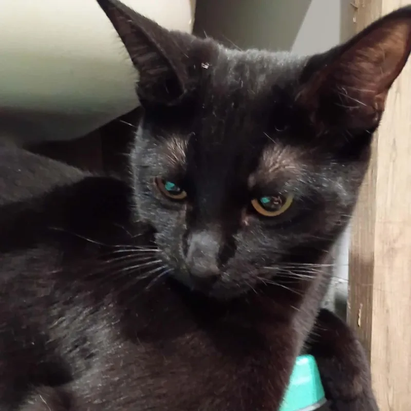 A young medium-sized female Domestic Short Hair cat named Calypso M for adoption in Antioch, CA