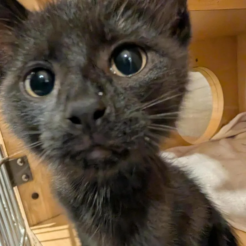 A baby small-sized male Black Domestic Short Hair cat named Dakota for adoption in Washington Township, OH