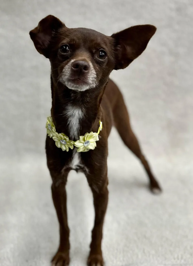A young small-sized female Chihuahua dog named Churro for adoption in Palo Alto, CA