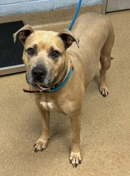 An adult large-sized female Mixed Breed dog named Orlantha for adoption in Chamblee, GA