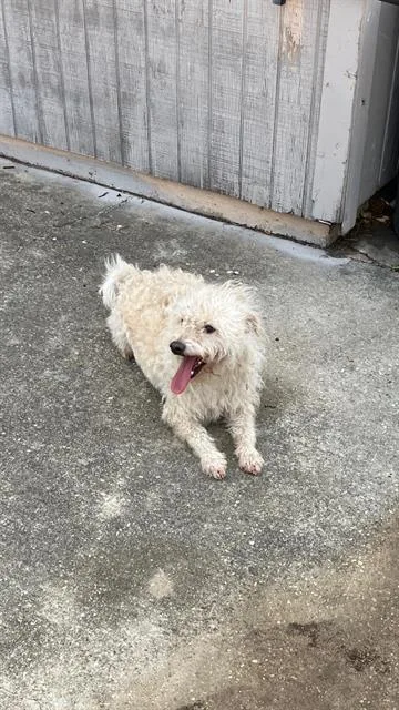 An adult small-sized male Mixed Breed dog named Angel for adoption in Dallas, TX