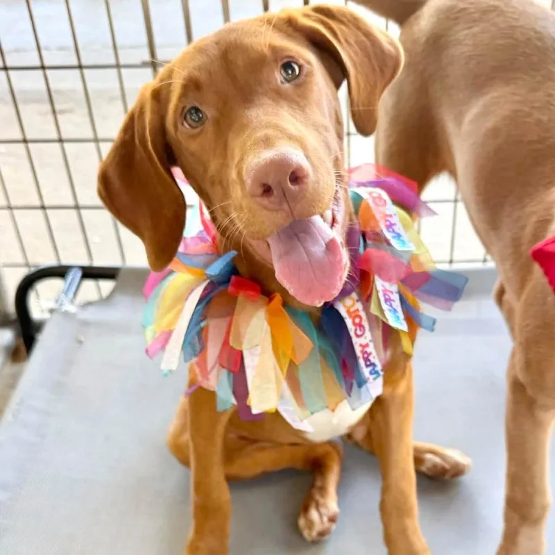 A baby medium-sized female Red / Chestnut / Orange Coonhound dog named Flippa for adoption in Carencro, LA