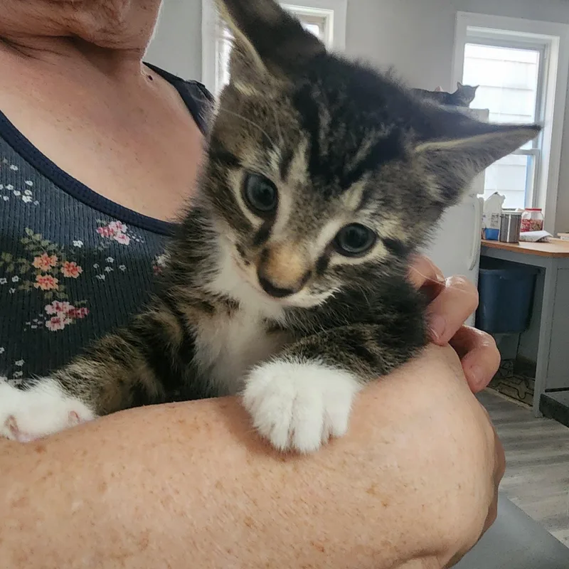 A baby small-sized male Tabby (Brown / Chocolate) Domestic Short Hair cat named Peter Parker for adoption in Bayonne, NJ