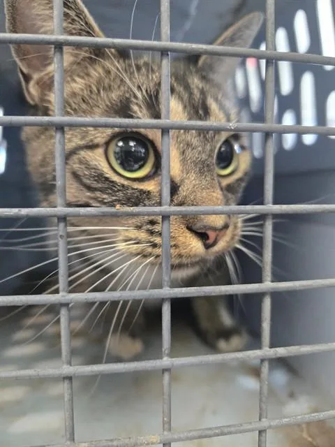 An adult medium-sized female Domestic Short Hair cat named Annie for adoption in Casper, WY