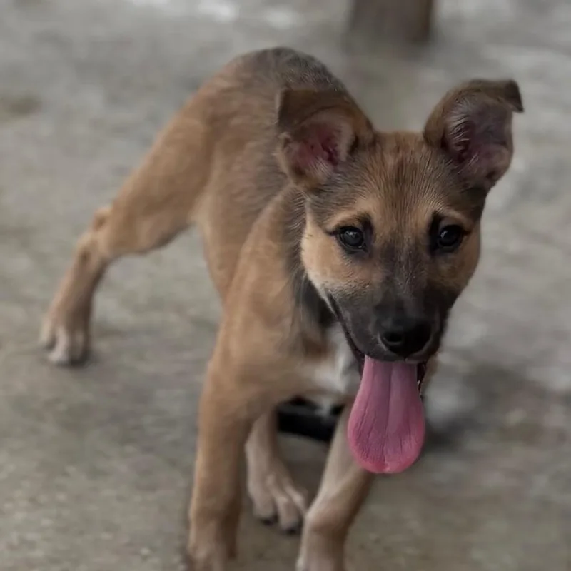 A baby small-sized female Shepherd dog named Nora James  U for adoption in Tupelo, MS