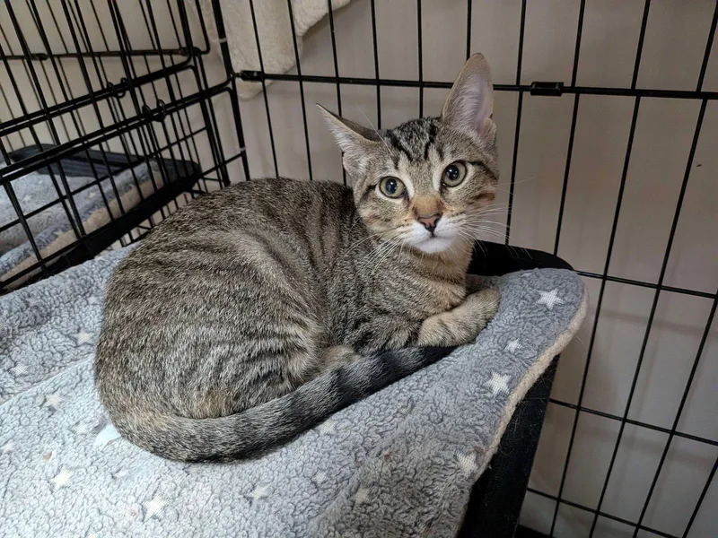 A baby medium-sized female Domestic Short Hair cat named Jupiter for adoption in Lake Saint Louis, MO