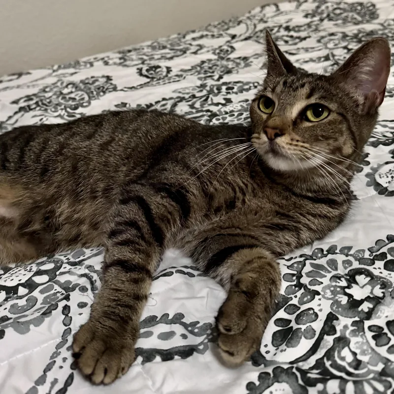 A young medium-sized female Tabby (Brown / Chocolate) Domestic Short Hair cat named Chitara for adoption in Liverpool, TX