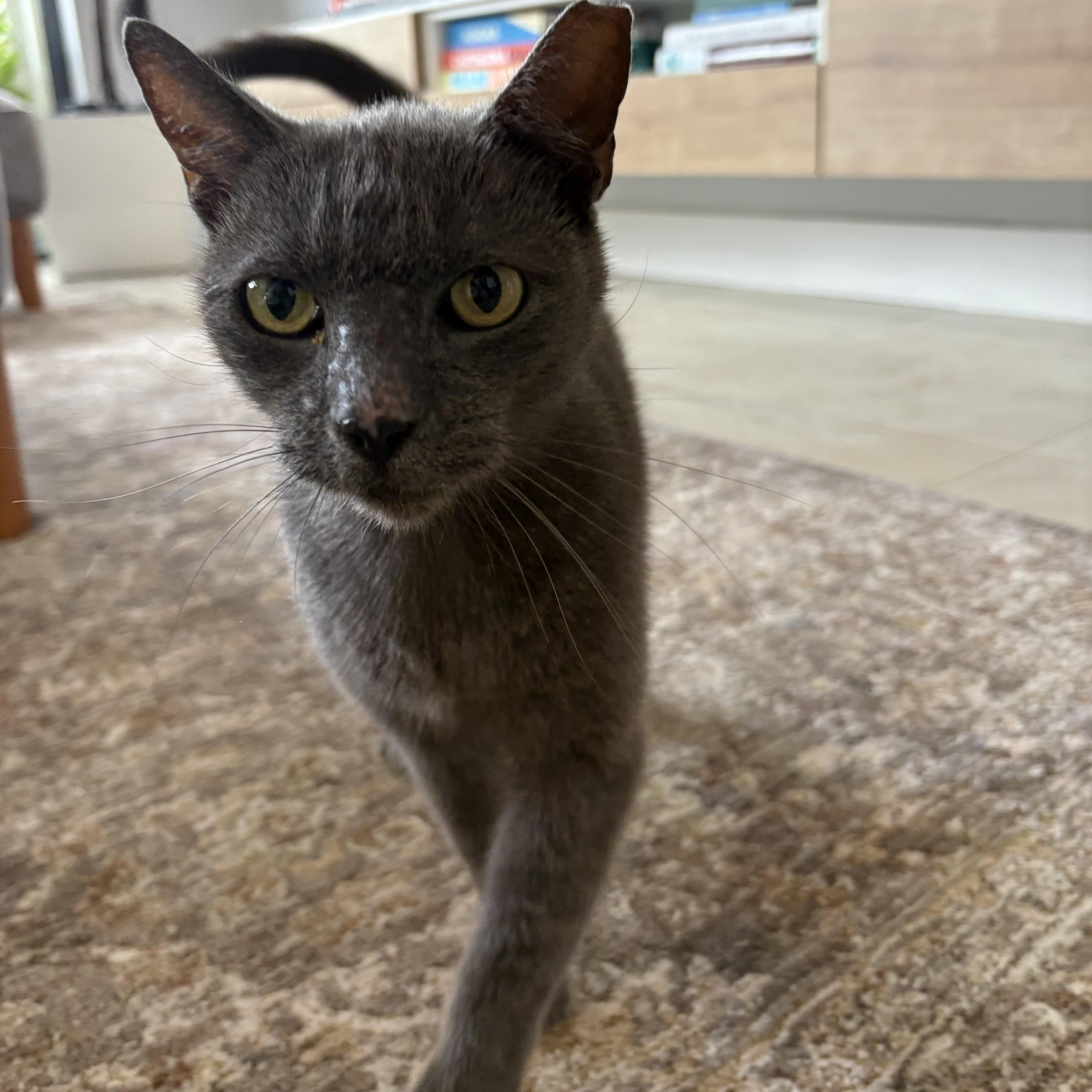 A young medium-sized female Gray / Blue / Silver Russian Blue cat named Mimosa for adoption in Miami, FL