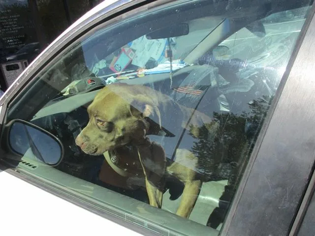 A young medium-sized female Pit Bull Terrier dog named Red for adoption in Ocala, FL