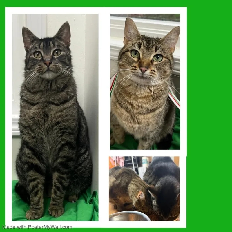 An adult large-sized male Tabby (Gray / Blue / Silver) Domestic Short Hair cat named Milo & Mia for adoption in Beaverton, OR