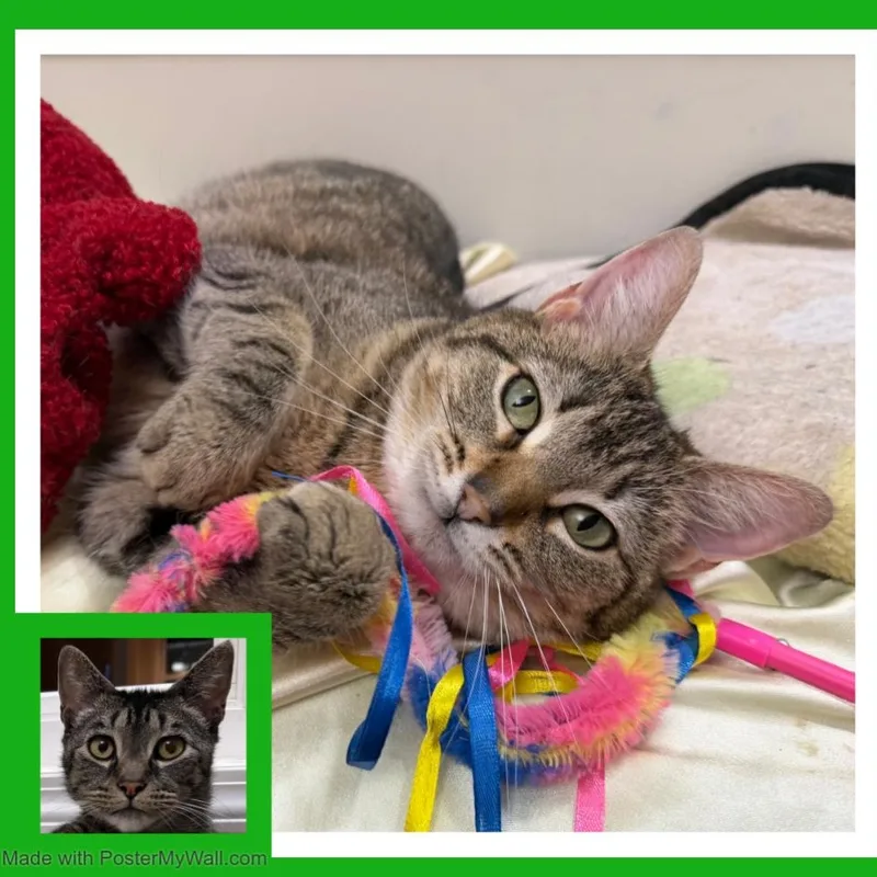 Milo & Mia thumbnail 2
