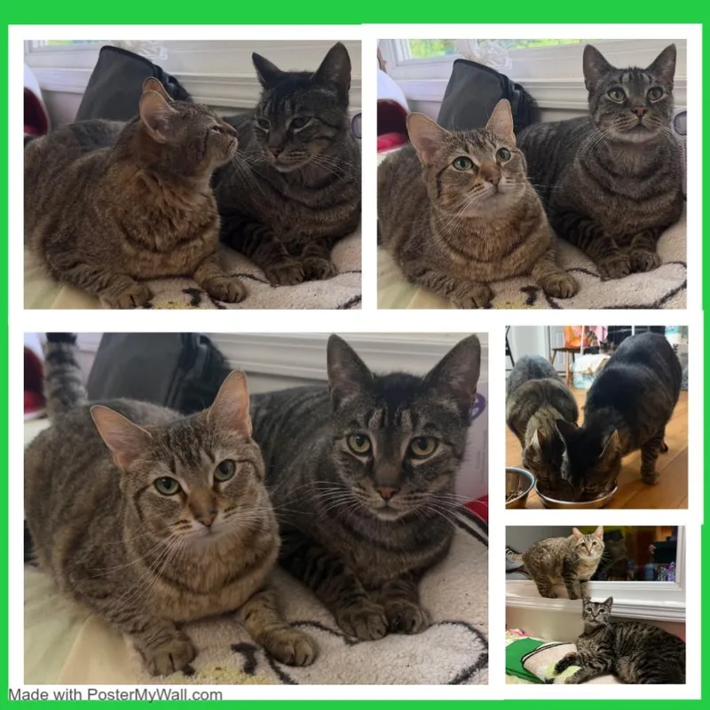 Milo & Mia thumbnail 6