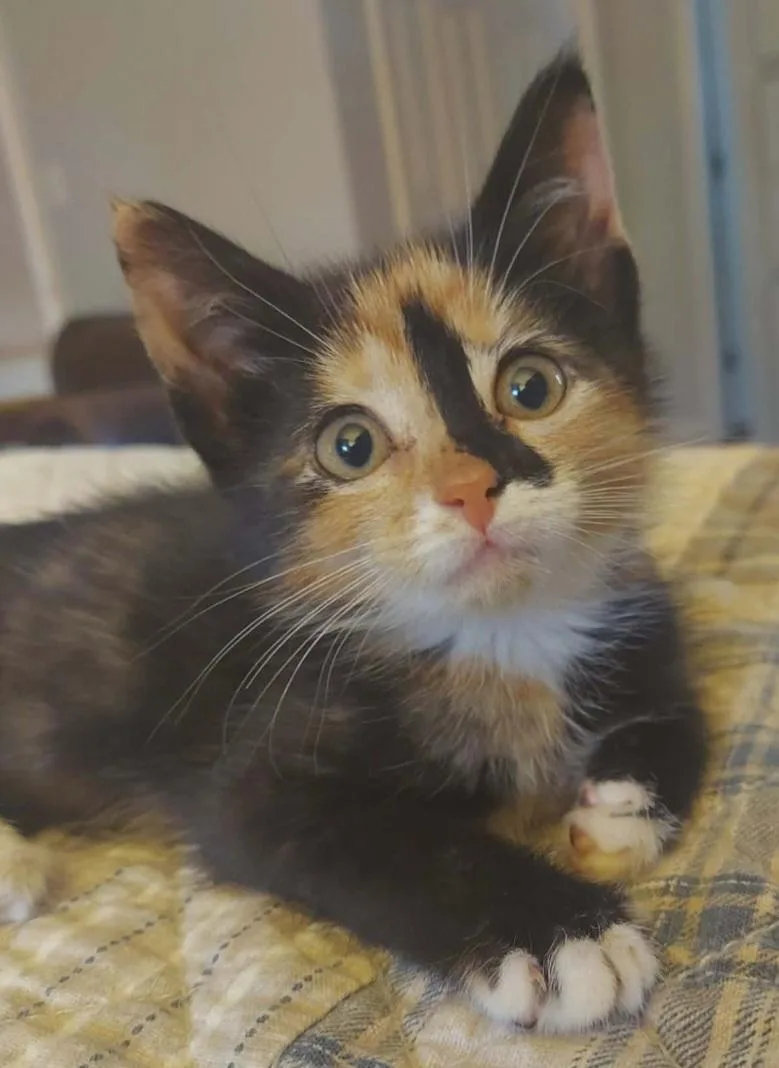 A baby medium-sized female Tortoiseshell Domestic Short Hair cat named Liberty Belle for adoption in Kenhorst, PA