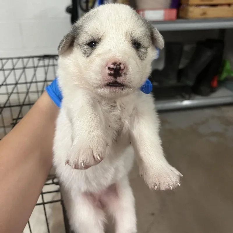 A baby medium-sized female White / Cream Spitz dog named Princess for adoption in Edinburg, TX