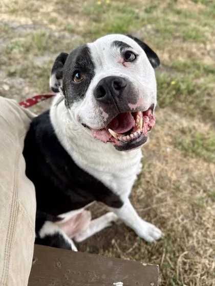 An adult large-sized male Black American Staffordshire Terrier dog named Irish for adoption in Roseburg, OR