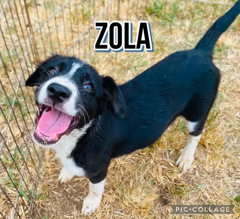 A young medium-sized female Labrador Retriever dog named Zola for adoption in Villalba, PR