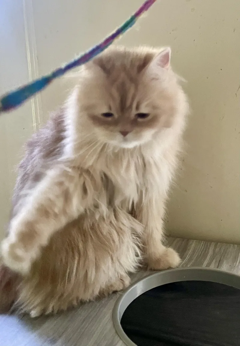 An adult medium-sized female Cream / Ivory Persian cat named Lola for adoption in Middletown, DE