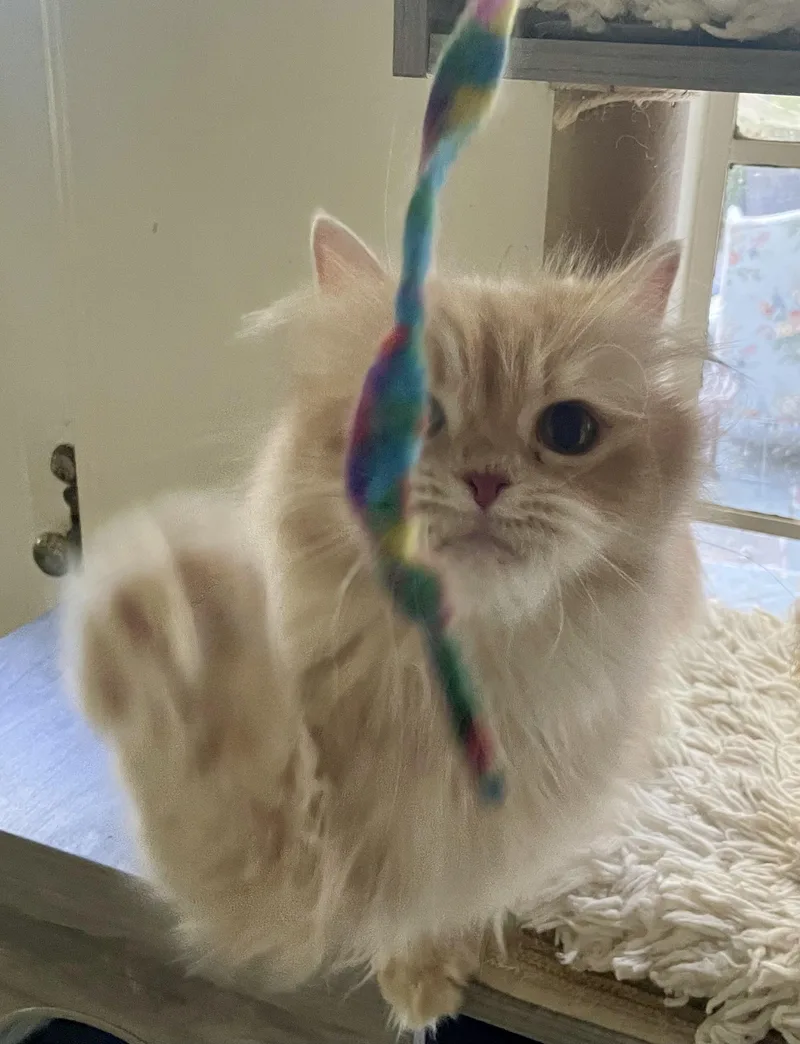 Lola thumbnail 2
