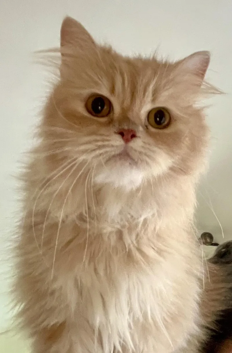 Lola thumbnail 3