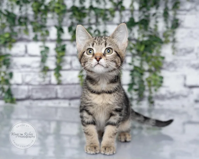 A baby medium-sized female Tabby (Gray / Blue / Silver) Domestic Short Hair cat named Willow for adoption in Tuscaloosa, AL