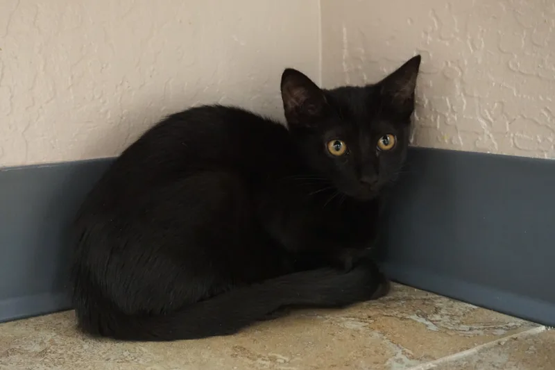 A baby small-sized female Domestic Short Hair cat named Cambria for adoption in Fountain Hills, AZ