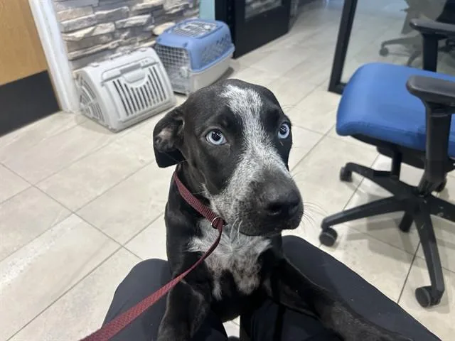 A baby small-sized female Australian Cattle Dog / Blue Heeler dog named Dot for adoption in Garland, TX