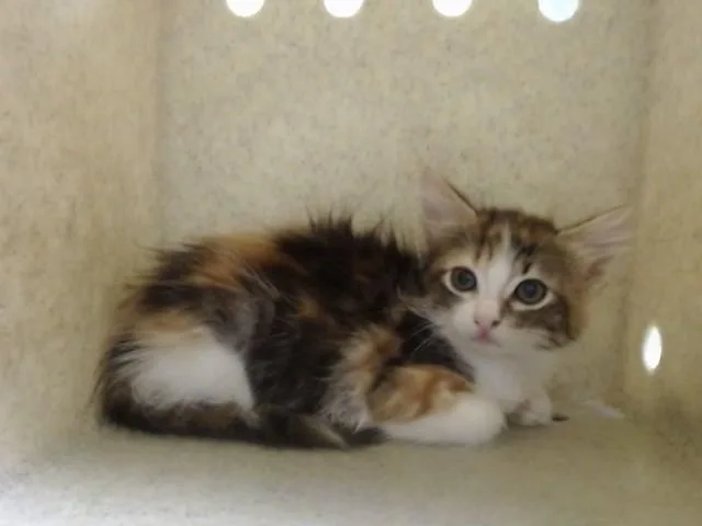 A baby small-sized female Domestic Medium Hair cat named A for adoption in Moreno Valley, CA