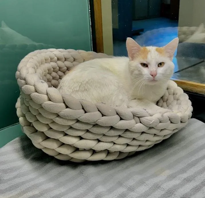 An adult large-sized male Orange / Red Domestic Short Hair cat named Rigatoni for adoption in Suffolk, VA