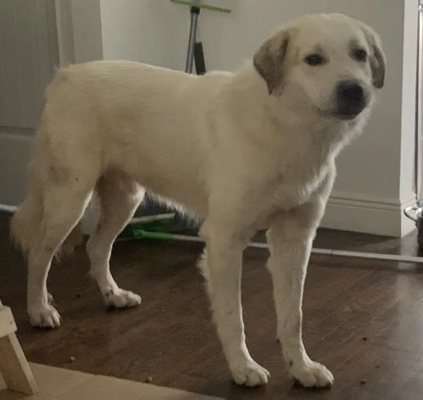 An adult large-sized male Mixed Breed dog named Gus for adoption in Austin, TX
