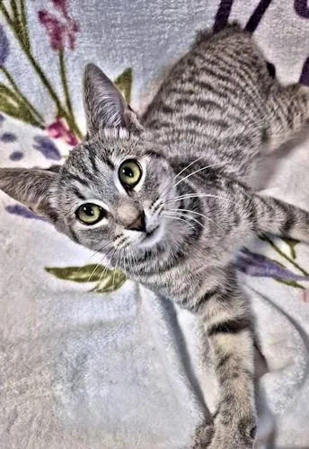 A baby medium-sized female Tabby cat named Sylvie for adoption in Rutherfordton, NC
