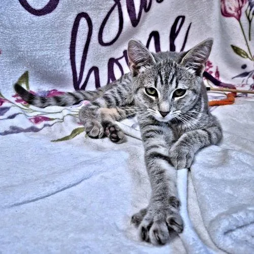 Sylvie thumbnail 3